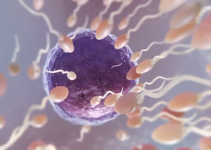 signs you have ovulated graphic east bay fertility