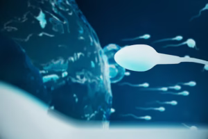 how does the egg get into the fallopian tube graphic of sperm reaching egg